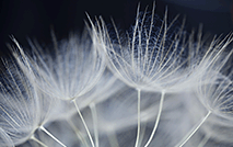 Dandelion 56315